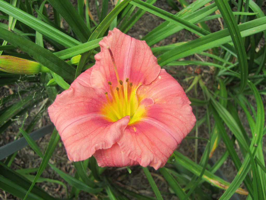 Rosy Returns Arrasmith Farm 2024