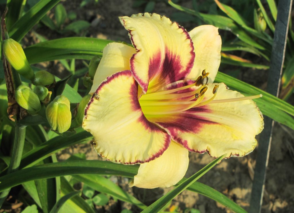 Blueberry Sundae Arrasmith Farm 2024